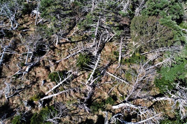 기후위기로 인해 집단고사한 한라산 구상나무